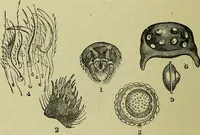 An illustration from The microscope : its history, construction, and application, being a familiar introduction to the use of the instrument, and the study of microscopical science / by Jabez Hogg ; with upwards of five hundred engravings, and coloured illustrations by Tuffen West. (1883)