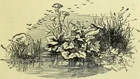 An illustration from The microscope : its history, construction, and application, being a familiar introduction to the use of the instrument, and the study of microscopical science / by Jabez Hogg ; with upwards of five hundred engravings, and coloured illustrations by Tuffen West. (1883)