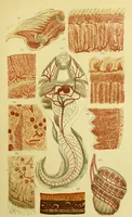 An illustration from The microscope : its history, construction, and application, being a familiar introduction to the use of the instrument, and the study of microscopical science / by Jabez Hogg ; with upwards of five hundred engravings, and coloured illustrations by Tuffen West. (1883)