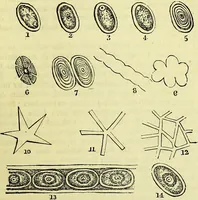 An illustration from The microscope : its history, construction, and application, being a familiar introduction to the use of the instrument, and the study of microscopical science / by Jabez Hogg ; with upwards of five hundred engravings, and coloured illustrations by Tuffen West. (1883)