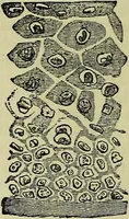 An illustration from The microscope : its history, construction, and application, being a familiar introduction to the use of the instrument, and the study of microscopical science / by Jabez Hogg ; with upwards of five hundred engravings, and coloured illustrations by Tuffen West. (1883)