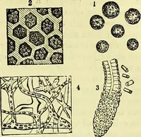 An illustration from The microscope : its history, construction, and application, being a familiar introduction to the use of the instrument, and the study of microscopical science / by Jabez Hogg ; with upwards of five hundred engravings, and coloured illustrations by Tuffen West. (1883)