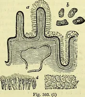 An illustration from The microscope : its history, construction, and application, being a familiar introduction to the use of the instrument, and the study of microscopical science / by Jabez Hogg ; with upwards of five hundred engravings, and coloured illustrations by Tuffen West. (1883)