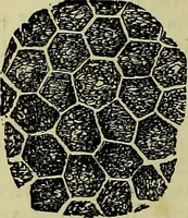 An illustration from The microscope : its history, construction, and application, being a familiar introduction to the use of the instrument, and the study of microscopical science / by Jabez Hogg ; with upwards of five hundred engravings, and coloured illustrations by Tuffen West. (1883)