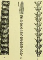 An illustration from The microscope : its history, construction, and application, being a familiar introduction to the use of the instrument, and the study of microscopical science / by Jabez Hogg ; with upwards of five hundred engravings, and coloured illustrations by Tuffen West. (1883)