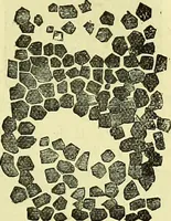 An illustration from The microscope : its history, construction, and application, being a familiar introduction to the use of the instrument, and the study of microscopical science / by Jabez Hogg ; with upwards of five hundred engravings, and coloured illustrations by Tuffen West. (1883)