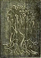 An illustration from The microscope : its history, construction, and application, being a familiar introduction to the use of the instrument, and the study of microscopical science / by Jabez Hogg ; with upwards of five hundred engravings, and coloured illustrations by Tuffen West. (1883)