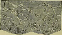 An illustration from The microscope : its history, construction, and application, being a familiar introduction to the use of the instrument, and the study of microscopical science / by Jabez Hogg ; with upwards of five hundred engravings, and coloured illustrations by Tuffen West. (1883)