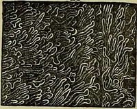 An illustration from The microscope : its history, construction, and application, being a familiar introduction to the use of the instrument, and the study of microscopical science / by Jabez Hogg ; with upwards of five hundred engravings, and coloured illustrations by Tuffen West. (1883)