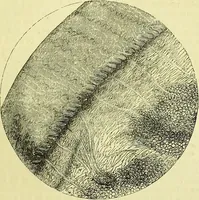 An illustration from The microscope : its history, construction, and application, being a familiar introduction to the use of the instrument, and the study of microscopical science / by Jabez Hogg ; with upwards of five hundred engravings, and coloured illustrations by Tuffen West. (1883)
