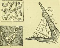 An illustration from The microscope : its history, construction, and application, being a familiar introduction to the use of the instrument, and the study of microscopical science / by Jabez Hogg ; with upwards of five hundred engravings, and coloured illustrations by Tuffen West. (1883)