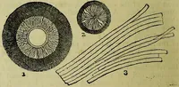 An illustration from The microscope : its history, construction, and application, being a familiar introduction to the use of the instrument, and the study of microscopical science / by Jabez Hogg ; with upwards of five hundred engravings, and coloured illustrations by Tuffen West. (1883)