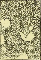 An illustration from The microscope : its history, construction, and application, being a familiar introduction to the use of the instrument, and the study of microscopical science / by Jabez Hogg ; with upwards of five hundred engravings, and coloured illustrations by Tuffen West. (1883)