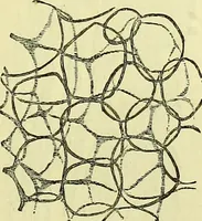 An illustration from The microscope : its history, construction, and application, being a familiar introduction to the use of the instrument, and the study of microscopical science / by Jabez Hogg ; with upwards of five hundred engravings, and coloured illustrations by Tuffen West. (1883)