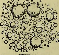 An illustration from The microscope : its history, construction, and application, being a familiar introduction to the use of the instrument, and the study of microscopical science / by Jabez Hogg ; with upwards of five hundred engravings, and coloured illustrations by Tuffen West. (1883)
