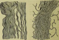 An illustration from The microscope : its history, construction, and application, being a familiar introduction to the use of the instrument, and the study of microscopical science / by Jabez Hogg ; with upwards of five hundred engravings, and coloured illustrations by Tuffen West. (1883)