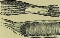 An illustration from The microscope : its history, construction, and application, being a familiar introduction to the use of the instrument, and the study of microscopical science / by Jabez Hogg ; with upwards of five hundred engravings, and coloured illustrations by Tuffen West. (1883)
