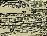 An illustration from The microscope : its history, construction, and application, being a familiar introduction to the use of the instrument, and the study of microscopical science / by Jabez Hogg ; with upwards of five hundred engravings, and coloured illustrations by Tuffen West. (1883)