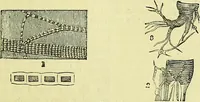 An illustration from The microscope : its history, construction, and application, being a familiar introduction to the use of the instrument, and the study of microscopical science / by Jabez Hogg ; with upwards of five hundred engravings, and coloured illustrations by Tuffen West. (1883)