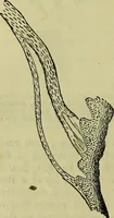 An illustration from The microscope : its history, construction, and application, being a familiar introduction to the use of the instrument, and the study of microscopical science / by Jabez Hogg ; with upwards of five hundred engravings, and coloured illustrations by Tuffen West. (1883)