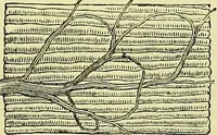 An illustration from The microscope : its history, construction, and application, being a familiar introduction to the use of the instrument, and the study of microscopical science / by Jabez Hogg ; with upwards of five hundred engravings, and coloured illustrations by Tuffen West. (1883)