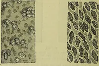 An illustration from The microscope : its history, construction, and application, being a familiar introduction to the use of the instrument, and the study of microscopical science / by Jabez Hogg ; with upwards of five hundred engravings, and coloured illustrations by Tuffen West. (1883)