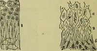 An illustration from The microscope : its history, construction, and application, being a familiar introduction to the use of the instrument, and the study of microscopical science / by Jabez Hogg ; with upwards of five hundred engravings, and coloured illustrations by Tuffen West. (1883)