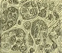 An illustration from The microscope : its history, construction, and application, being a familiar introduction to the use of the instrument, and the study of microscopical science / by Jabez Hogg ; with upwards of five hundred engravings, and coloured illustrations by Tuffen West. (1883)