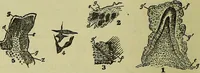 An illustration from The microscope : its history, construction, and application, being a familiar introduction to the use of the instrument, and the study of microscopical science / by Jabez Hogg ; with upwards of five hundred engravings, and coloured illustrations by Tuffen West. (1883)