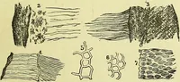 An illustration from The microscope : its history, construction, and application, being a familiar introduction to the use of the instrument, and the study of microscopical science / by Jabez Hogg ; with upwards of five hundred engravings, and coloured illustrations by Tuffen West. (1883)
