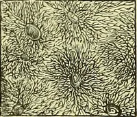 An illustration from The microscope : its history, construction, and application, being a familiar introduction to the use of the instrument, and the study of microscopical science / by Jabez Hogg ; with upwards of five hundred engravings, and coloured illustrations by Tuffen West. (1883)