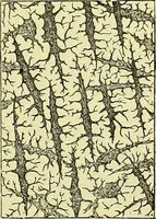 An illustration from The microscope : its history, construction, and application, being a familiar introduction to the use of the instrument, and the study of microscopical science / by Jabez Hogg ; with upwards of five hundred engravings, and coloured illustrations by Tuffen West. (1883)
