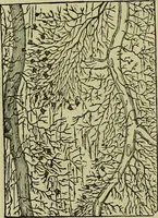 An illustration from The microscope : its history, construction, and application, being a familiar introduction to the use of the instrument, and the study of microscopical science / by Jabez Hogg ; with upwards of five hundred engravings, and coloured illustrations by Tuffen West. (1883)