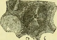 An illustration from The microscope : its history, construction, and application, being a familiar introduction to the use of the instrument, and the study of microscopical science / by Jabez Hogg ; with upwards of five hundred engravings, and coloured illustrations by Tuffen West. (1883)