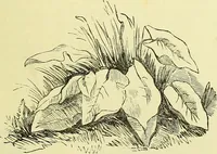 An illustration from The microscope : its history, construction, and application, being a familiar introduction to the use of the instrument, and the study of microscopical science / by Jabez Hogg ; with upwards of five hundred engravings, and coloured illustrations by Tuffen West. (1883)