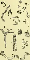 An illustration from The microscope : its history, construction, and application, being a familiar introduction to the use of the instrument, and the study of microscopical science / by Jabez Hogg ; with upwards of five hundred engravings, and coloured illustrations by Tuffen West. (1883)