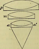 An illustration from The microscope : its history, construction, and application, being a familiar introduction to the use of the instrument, and the study of microscopical science / by Jabez Hogg ; with upwards of five hundred engravings, and coloured illustrations by Tuffen West. (1883)