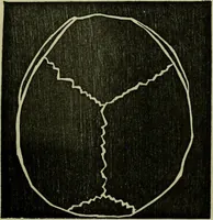Picture 3 of 24 from Character, and its external signs. (1865), leaf 17