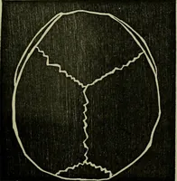 Picture 4 of 24 from Character, and its external signs. (1865), leaf 17