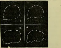 Picture 16 of 24 from Character, and its external signs. (1865), leaf 43