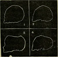 An illustration from Character, and its external signs. (1865)