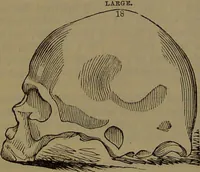 Picture 45 of 63 from New illustrated self-instructor in phrenology and physiology : with over one hundred engravings, together with the chart and character of ... as marked by ... / by O.S. and L.N. Fowler. (1852), leaf 128