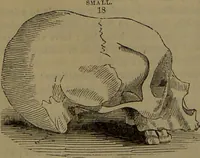 An illustration from New illustrated self-instructor in phrenology and physiology : with over one hundred engravings, together with the chart and character of ... as marked by ... / by O.S. and L.N. Fowler. (1852)