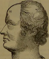 An illustration from New illustrated self-instructor in phrenology and physiology : with over one hundred engravings, together with the chart and character of ... as marked by ... / by O.S. and L.N. Fowler. (1852)