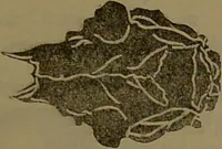 Picture 19 of 63 from New illustrated self-instructor in phrenology and physiology : with over one hundred engravings, together with the chart and character of ... as marked by ... / by O.S. and L.N. Fowler. (1852), leaf 67