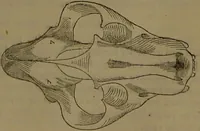 Picture 20 of 63 from New illustrated self-instructor in phrenology and physiology : with over one hundred engravings, together with the chart and character of ... as marked by ... / by O.S. and L.N. Fowler. (1852), leaf 67