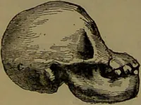 Picture 22 of 63 from New illustrated self-instructor in phrenology and physiology : with over one hundred engravings, together with the chart and character of ... as marked by ... / by O.S. and L.N. Fowler. (1852), leaf 68