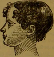An illustration from New illustrated self-instructor in phrenology and physiology : with over one hundred engravings, together with the chart and character of ... as marked by ... / by O.S. and L.N. Fowler. (1864)