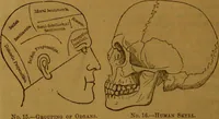 An illustration from New illustrated self-instructor in phrenology and physiology : with over one hundred engravings, together with the chart and character of ... as marked by ... / by O.S. and L.N. Fowler. (1864)