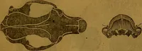 Picture 18 of 63 from New illustrated self-instructor in phrenology and physiology : with over one hundred engravings, together with the chart and character of ... as marked by ... / by O.S. and L.N. Fowler. (1864), leaf 67
